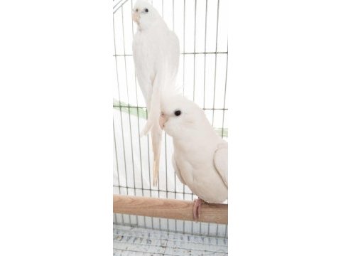 Albino takım dişi sultan papağanı evcildir