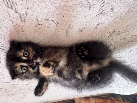 Scottish fold yavrular