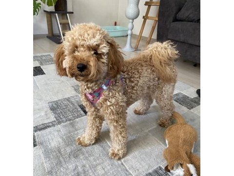 Ev ortamında büyümüş miniatür poodle