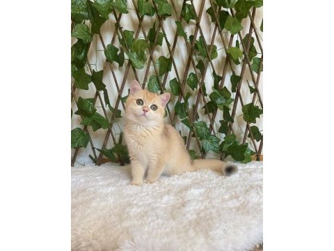 British shorthair golden ny12 dişi
