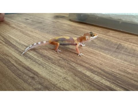 Evil crested ve leopard geckolar