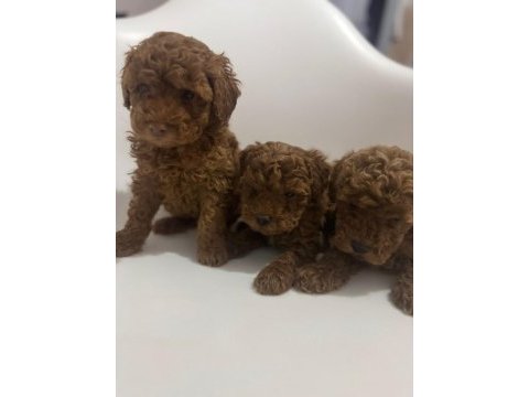 İki aylık erkek toy poodle yavrularım teslime hazırdır
