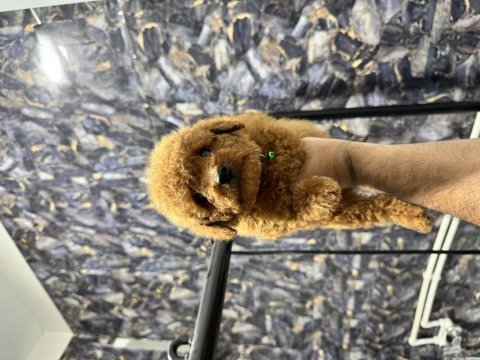 Üst kalite toy poodle yavrularımız teslime hazır