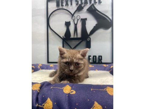 Çikolata tortie british shorthair