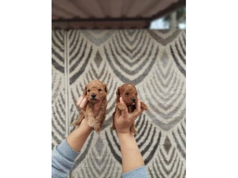 Tatlı poodle bebişler sızı bekliyor