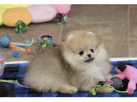 Pomeranian boo yavru köpeğim