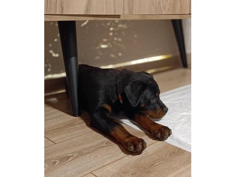 4 aylık dişi rottweiler
