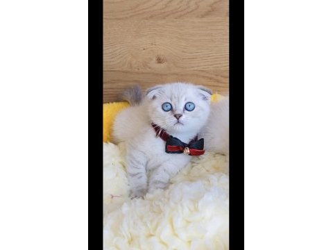 Maviş lynxpoınt scotısh fold bebeğim 
