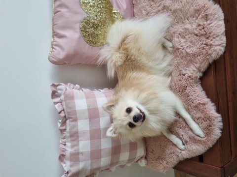 Dişi pomeranian boo