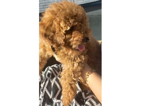 3 aylık toy poodle