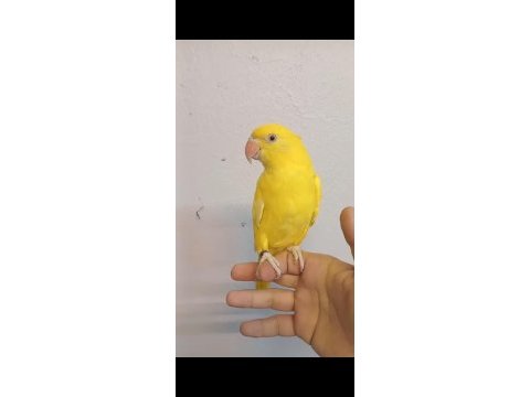 Sarışeker pakistan papağanı bebek
