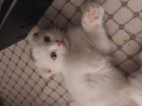 Scottish fold yavrular