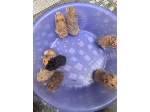 Suriye hamster yavrular ve tüm malzemeleri adrese teslim
