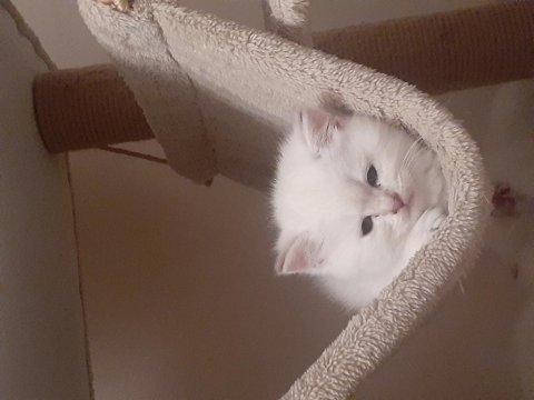 A kalite şampiyon dedenin british longhair torunları
