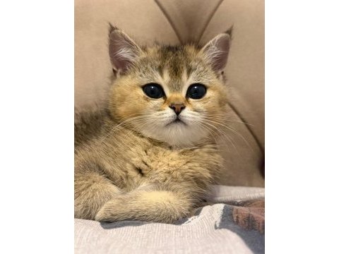 Yavru british shorthair bebişler