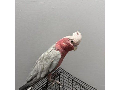 Yarı evcil gül kakadu papağanı