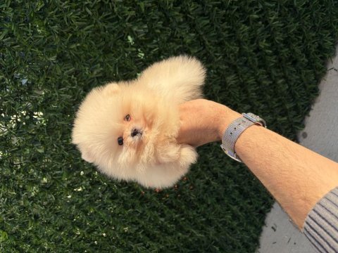 Orijinal ayıcık surat yakışıklı pomeranian