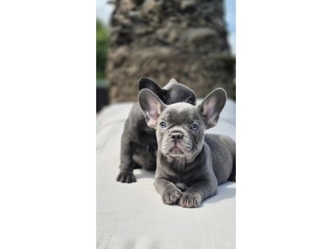 Benzersiz güzellikte french bulldog yavruları