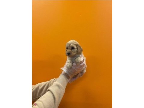 Dizayn ırk üst kalite maltipoo