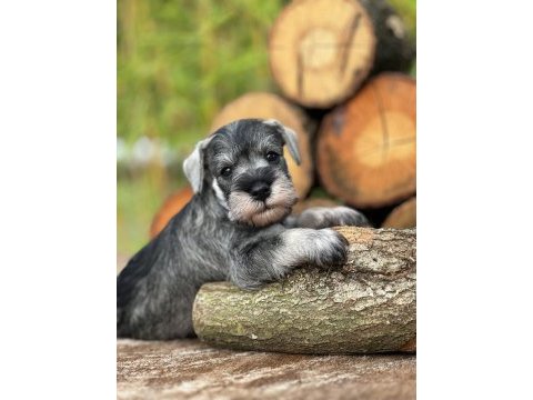 Miniature schnauzer pepper and salt (fcı pedigree)