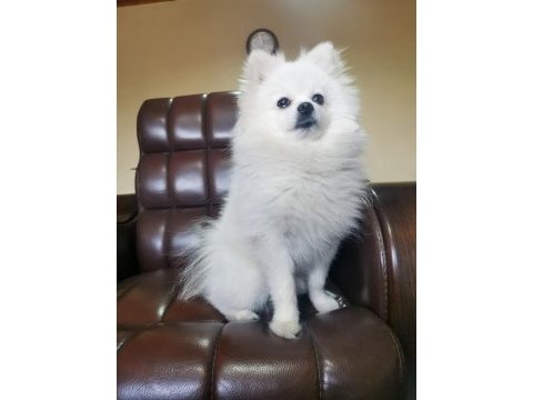 Pomeranian erkek 3 yaşında eşleşme deneyimli