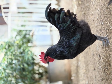 Adana astrolop horozlarımız sahıplendırılecek