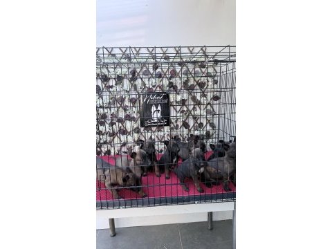 Maskeli belçika kurdu yavrularımız yeni yuvasını bekliyor