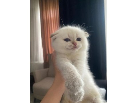 Uygun fiyatlı dişi scottish fold bebek