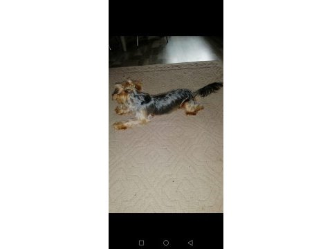 Çok sevecen orijinal terrier yorkshire esenler