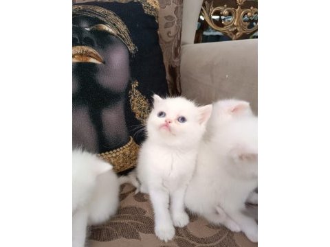 British shorthair ve scottish fold yavru köpeklerimiz