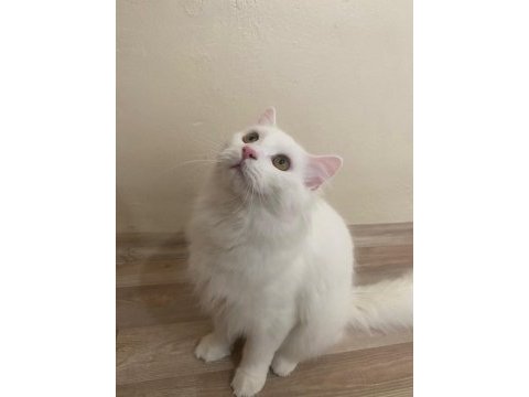 Ömürlük yuva arayan 2 british longhair