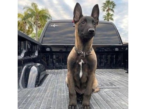 Belçika malinois yavrum