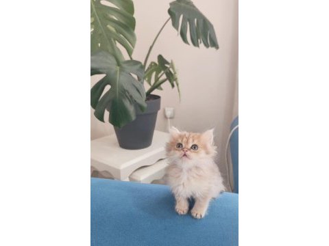 British longhair silver ve golden yavrular