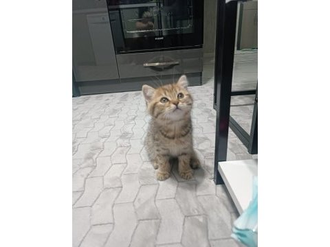 British shorthair tabby bebeğimiz yeni yuvasını arıyor