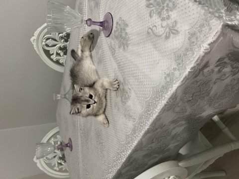Tatlı british shorthair bebeklere tatlı yuva