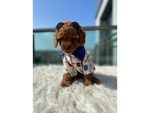 Show kalite toy poodle yavruları erkek ve dişi