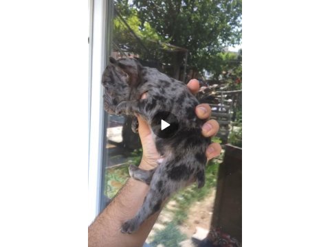 Tombik french bulldog merleler yuvadan uçmaya hazır
