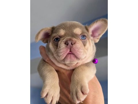 New shade isabella and tan fluffy carrier french bulldog