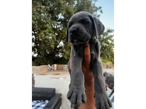 Cane corso yavrumuz