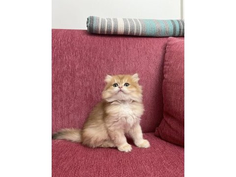 En güzel  golden british shorthair ve longhair bebekler