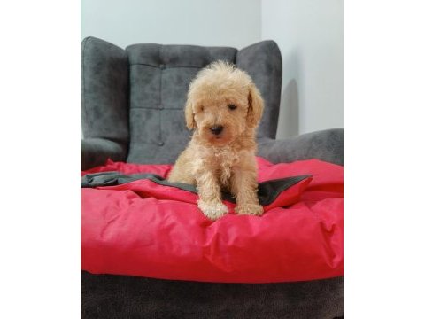 Maltipoo yavrular