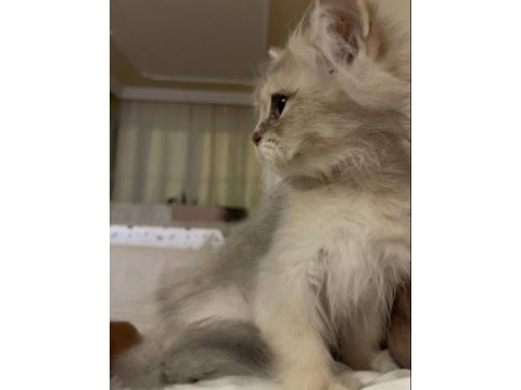 2 aylık british longhair bebeğimiz
