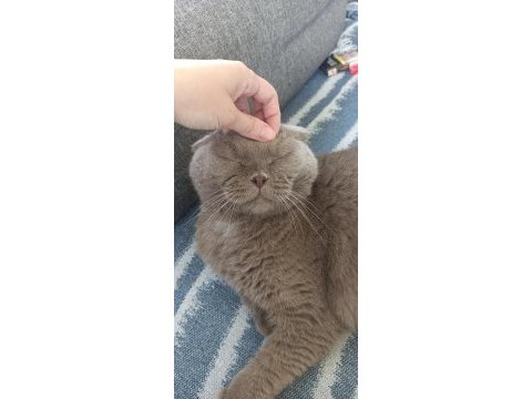 Scottish fold sahiplendirme