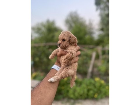 Maltipoo bebeklerimiz
