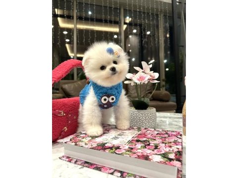 Ayı surat pomeranian bebeğim olaf