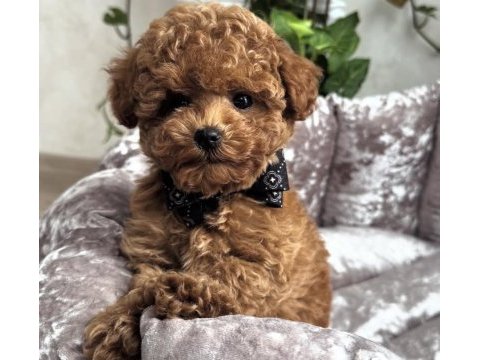 Minik toy poodle yavrular