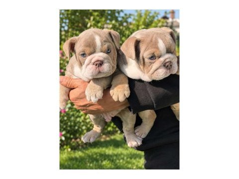 Üst düzey şecereli ingiliz bulldog yavrular