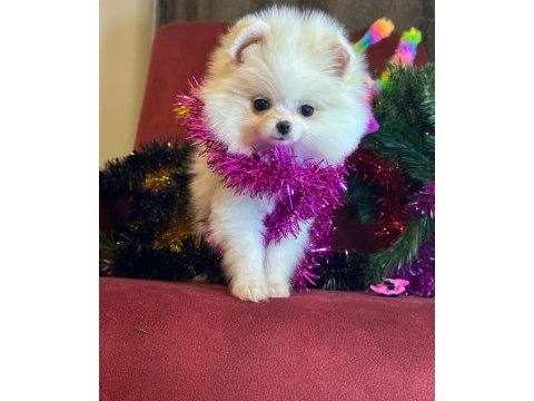 Mini boy pomeranian boo