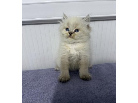 British longhair (show kalite)