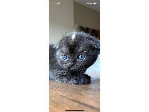Siyah scottish fold minnaklar